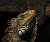 /album/venta-de-mascotas-exoticas1/iguana-2-jpg/